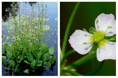 Alisma plantago-aquatica